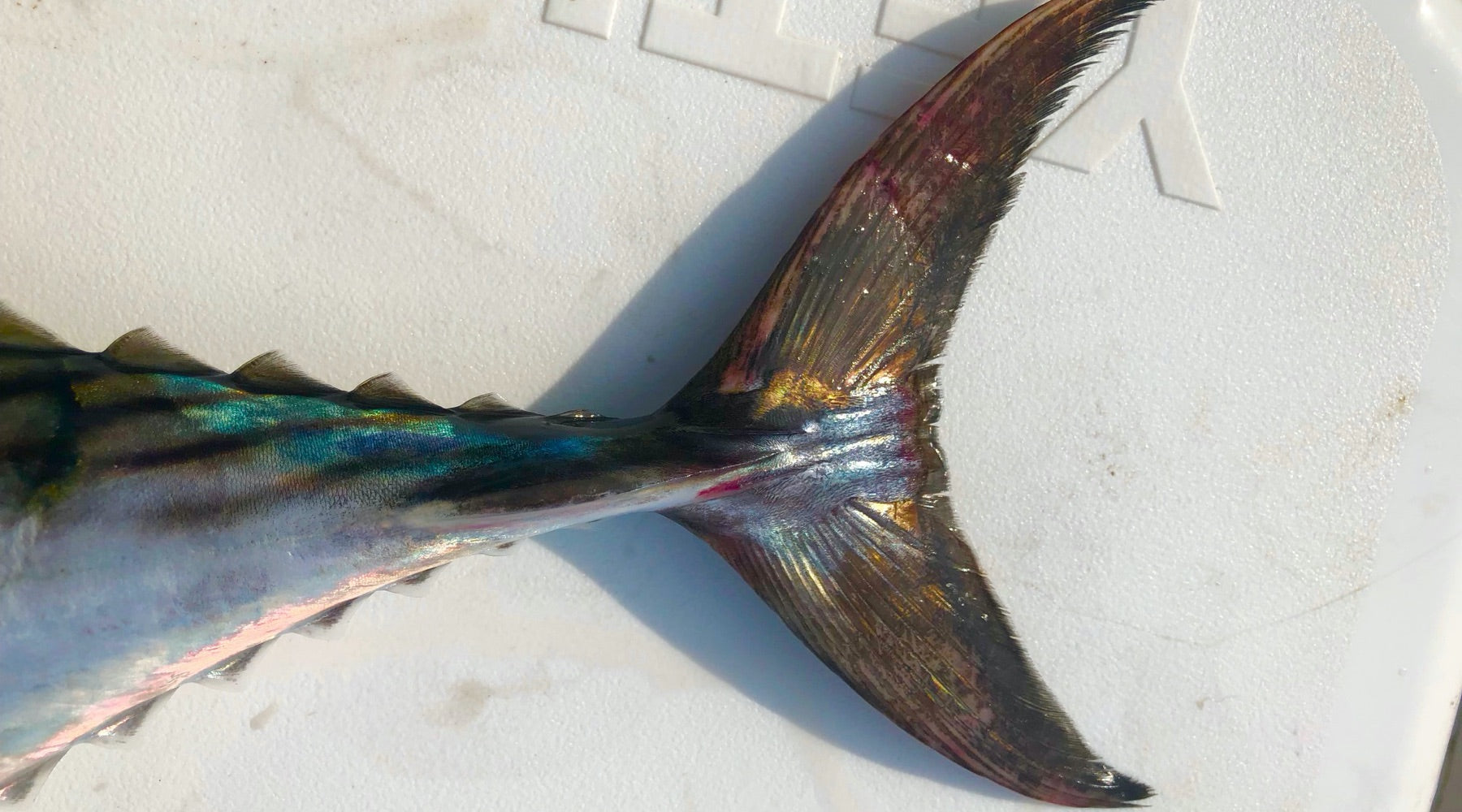 Northeast Fishing Report: 9/4/2020