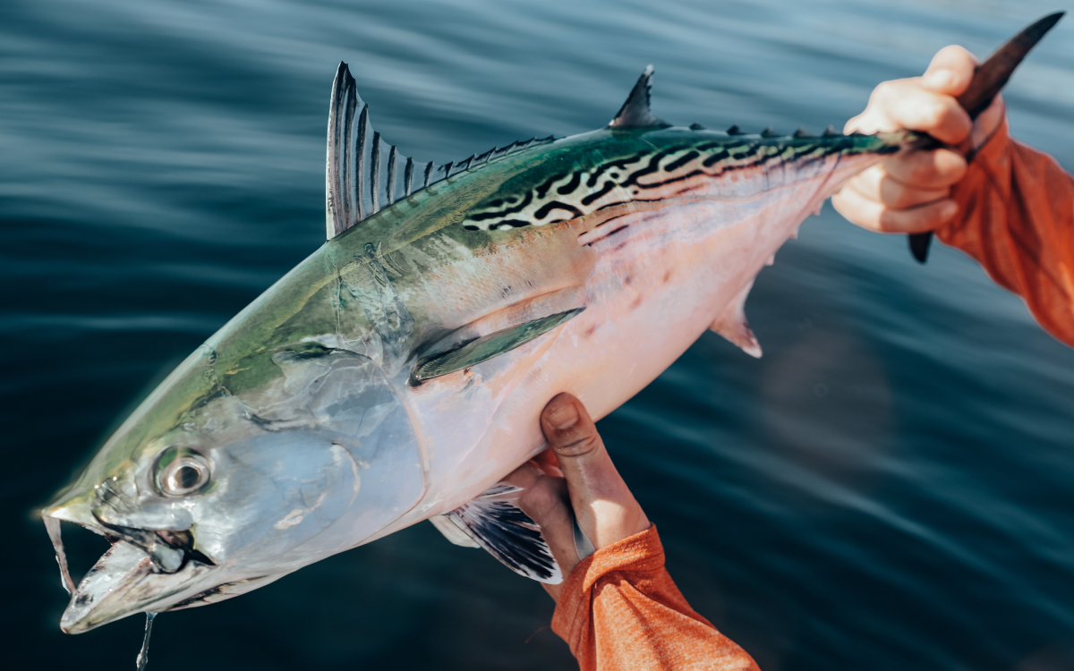 Northeast Fishing Report 9/25/26
