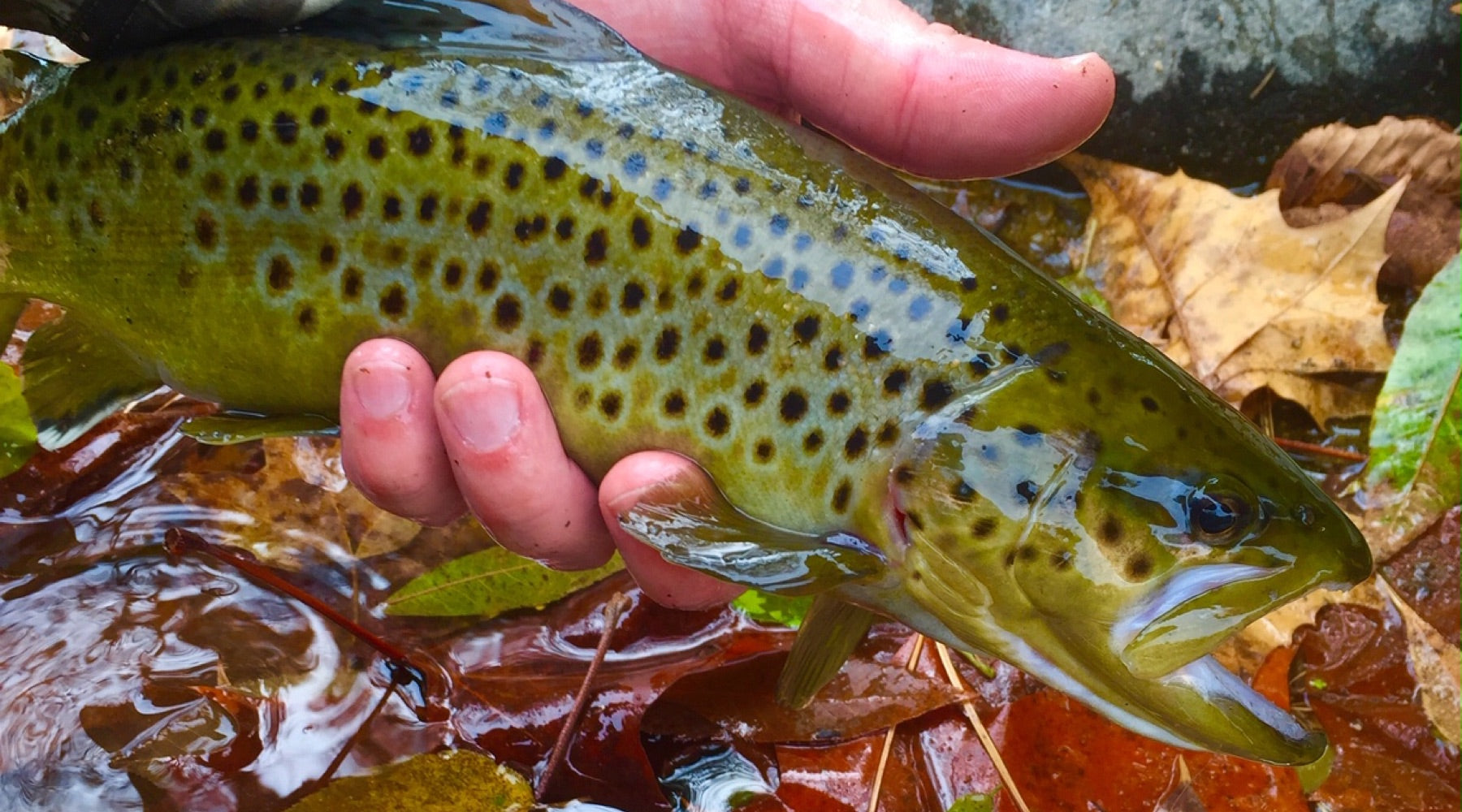 Northeast Fishing Report: 10/18/19