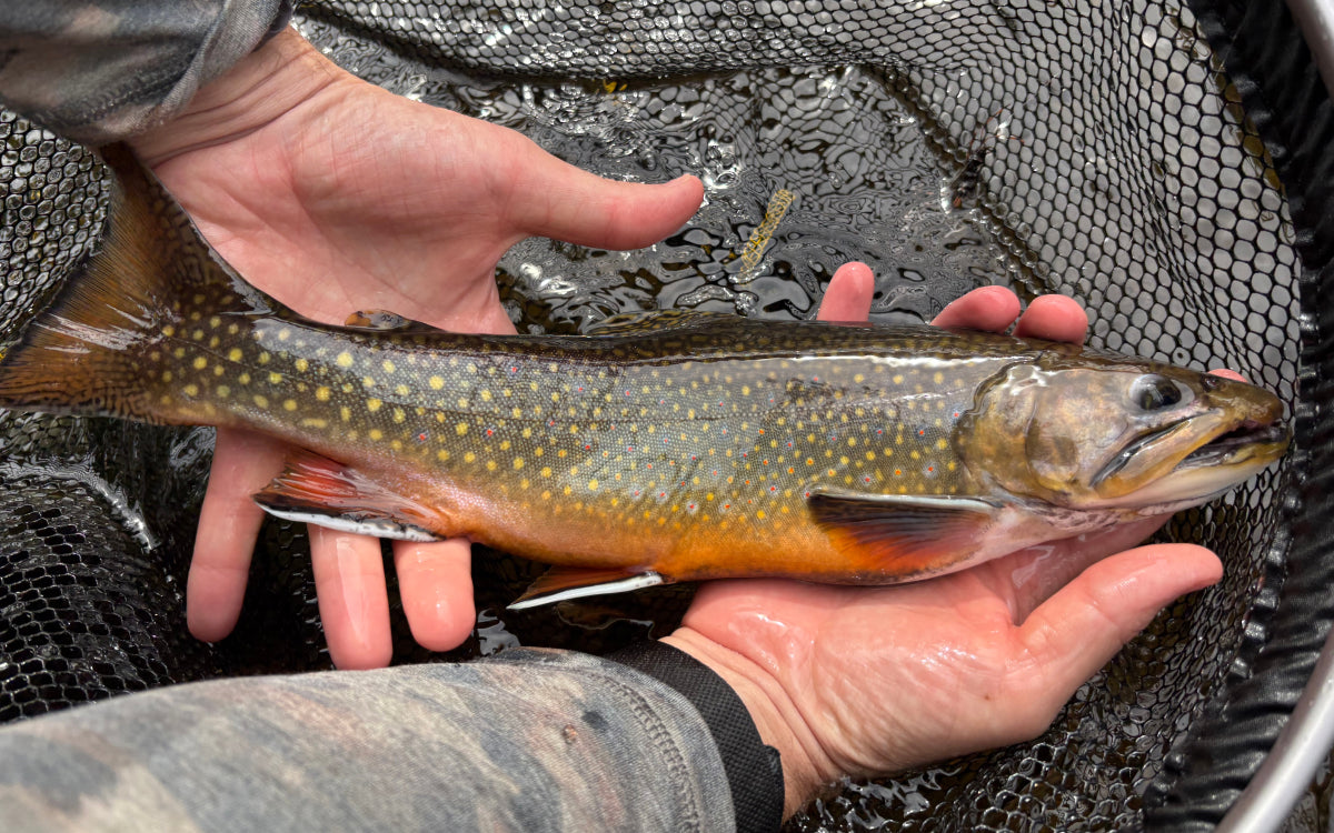 Northeast Fishing Report 10/2/26