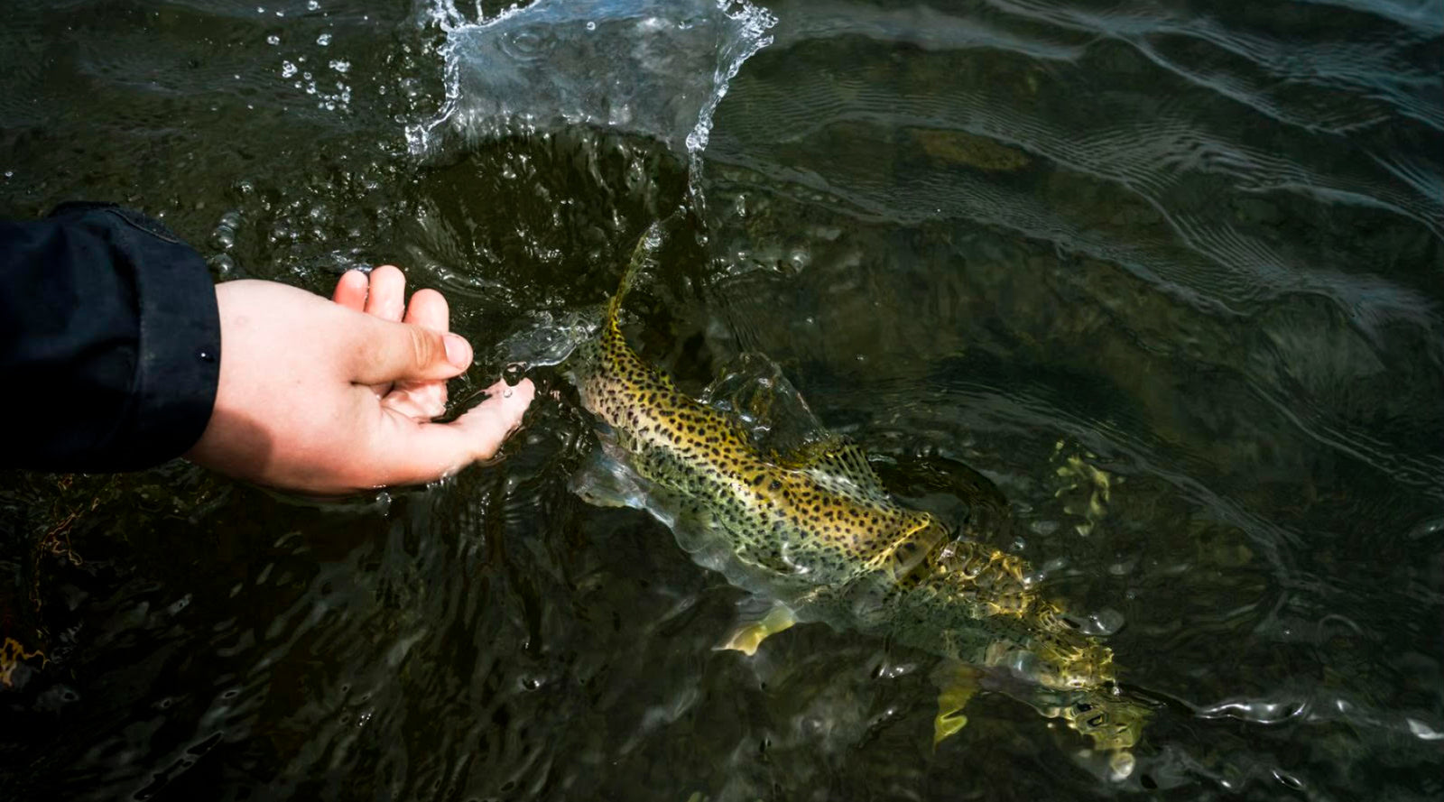 Fly Fishing Reports The Compleat Angler