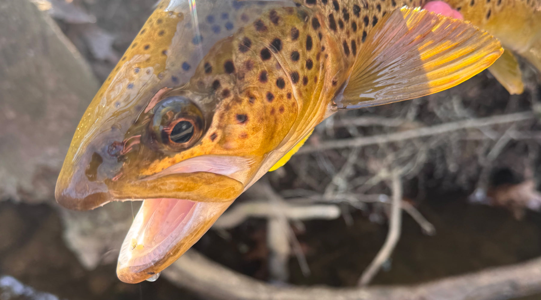 Northeast Fishing Report: 3/29/2024