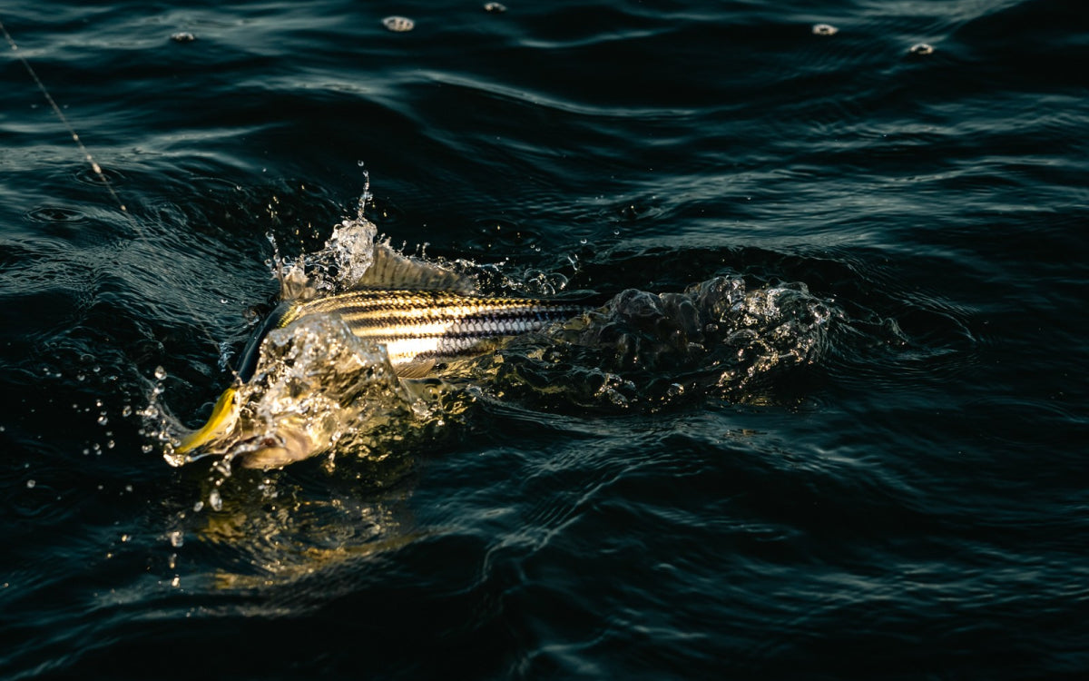 Northeast Fishing Report 7/10/26