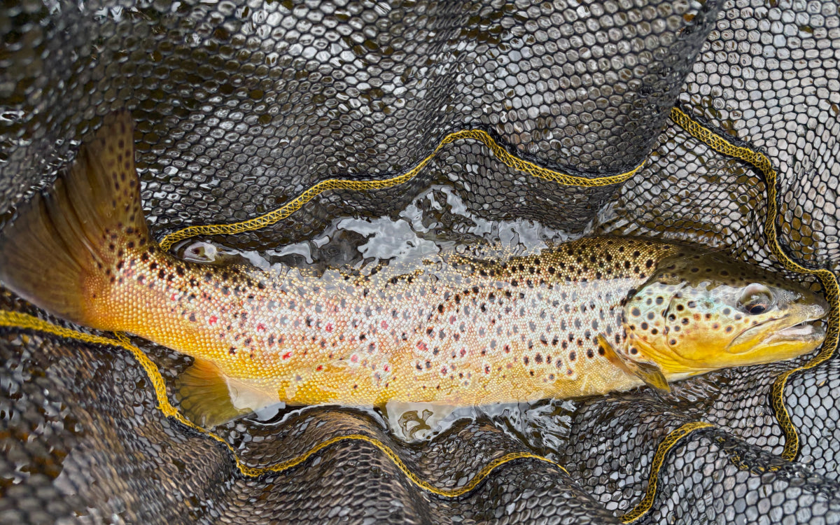 Northeast Fishing Report 7/24/26