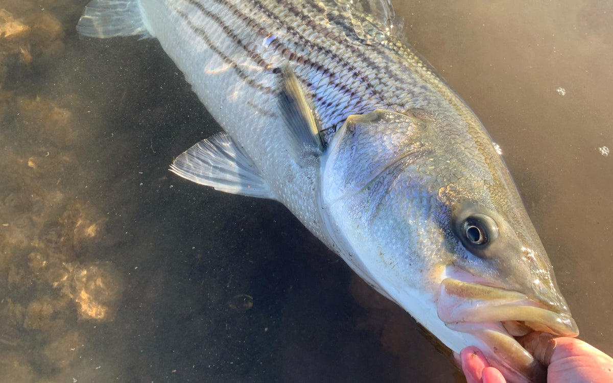 Northeast Fishing Report 10/16/26