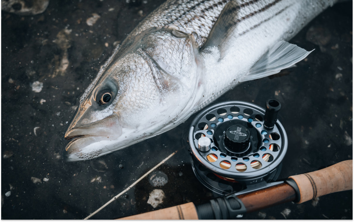 Northeast Fishing Report 4/11/2025