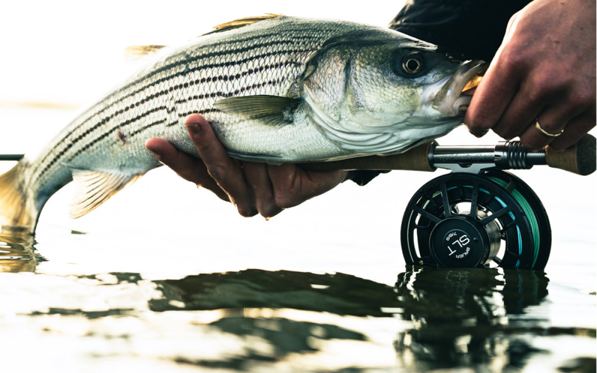 Northeast Fishing Report 5/2/2025