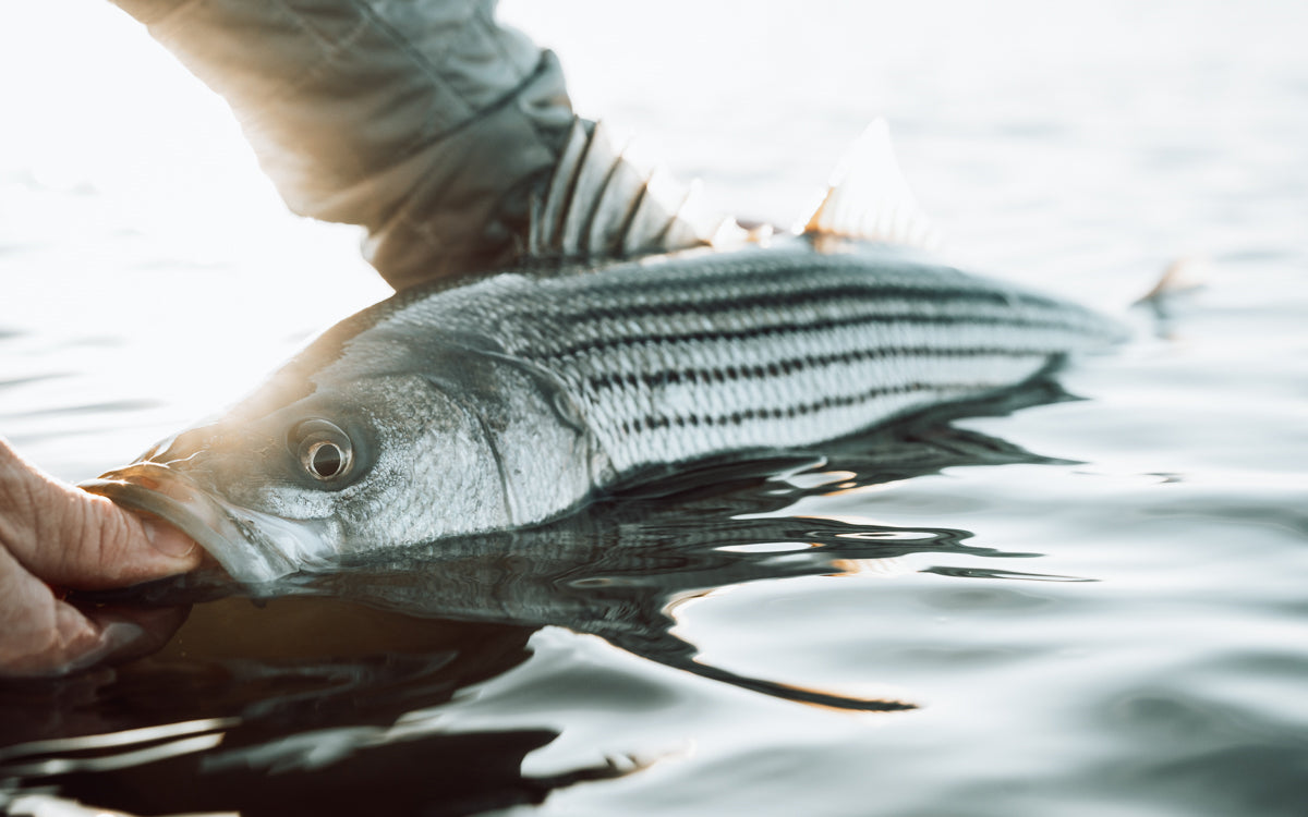 Northeast Fishing Report 4/18/2025