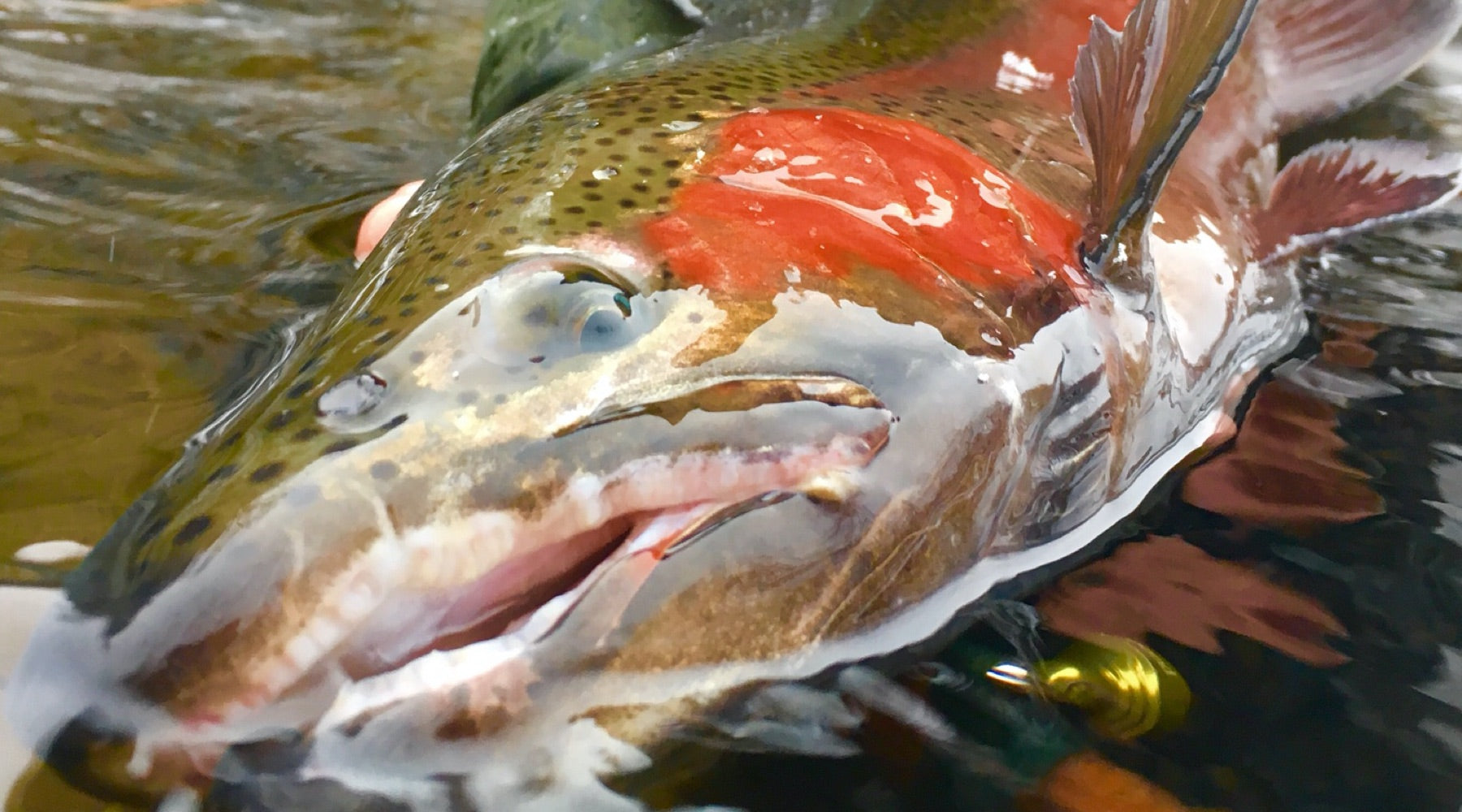 Northeast Fishing Report: 11/15/19