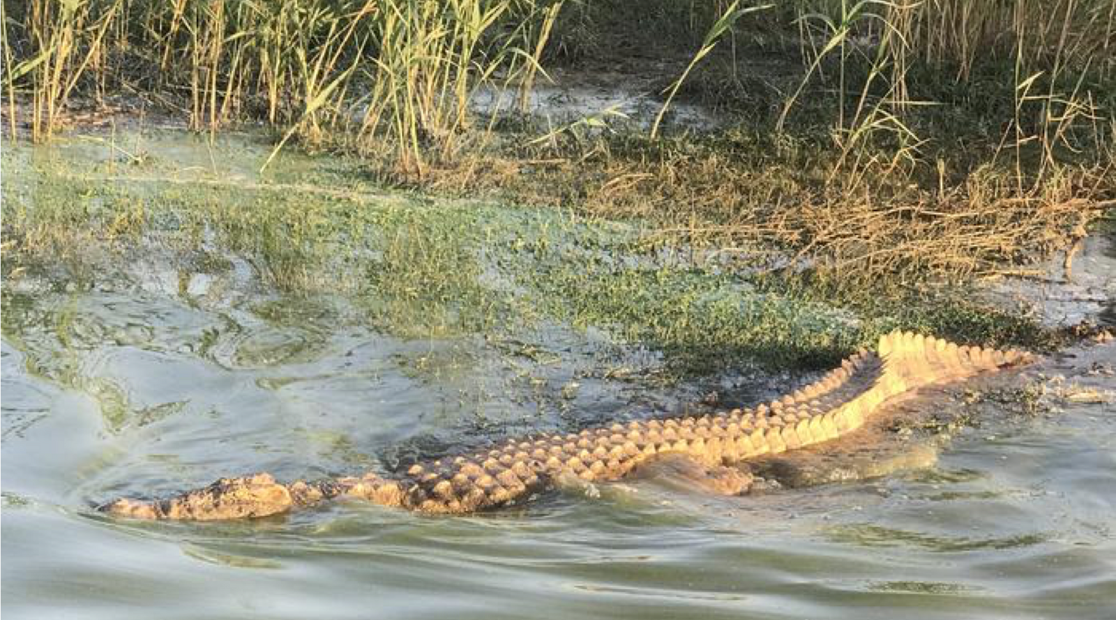 Fishing Report, August 1st