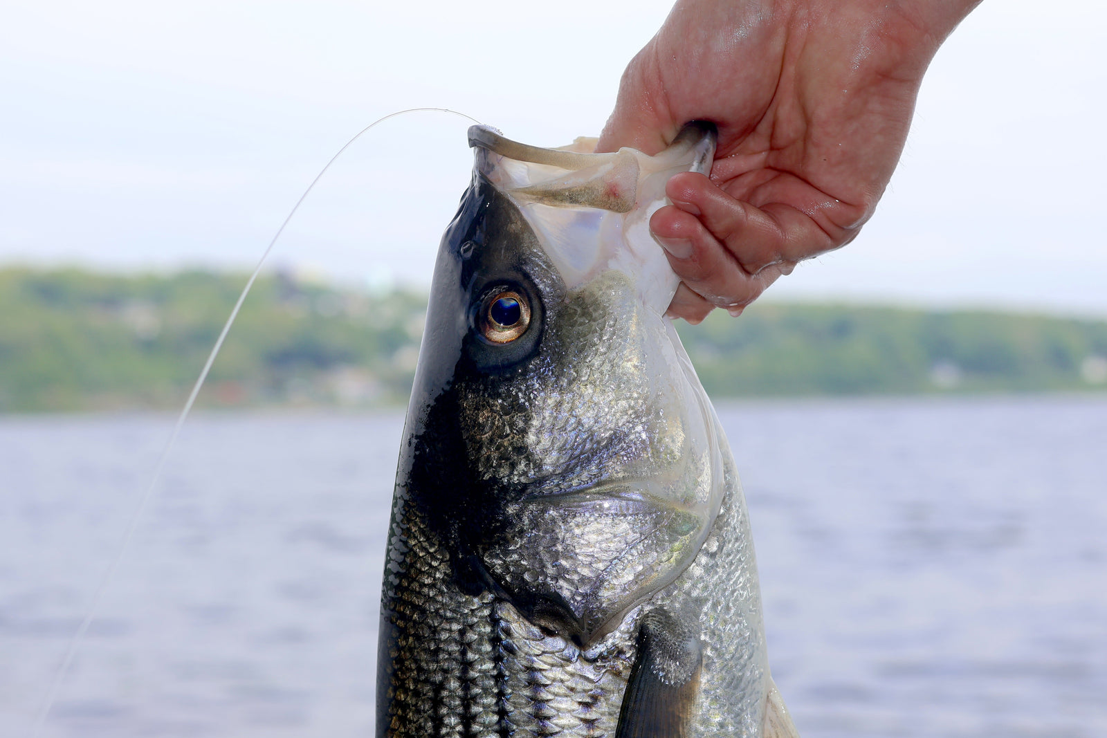 Northeast Fishing Report 7/17/2026