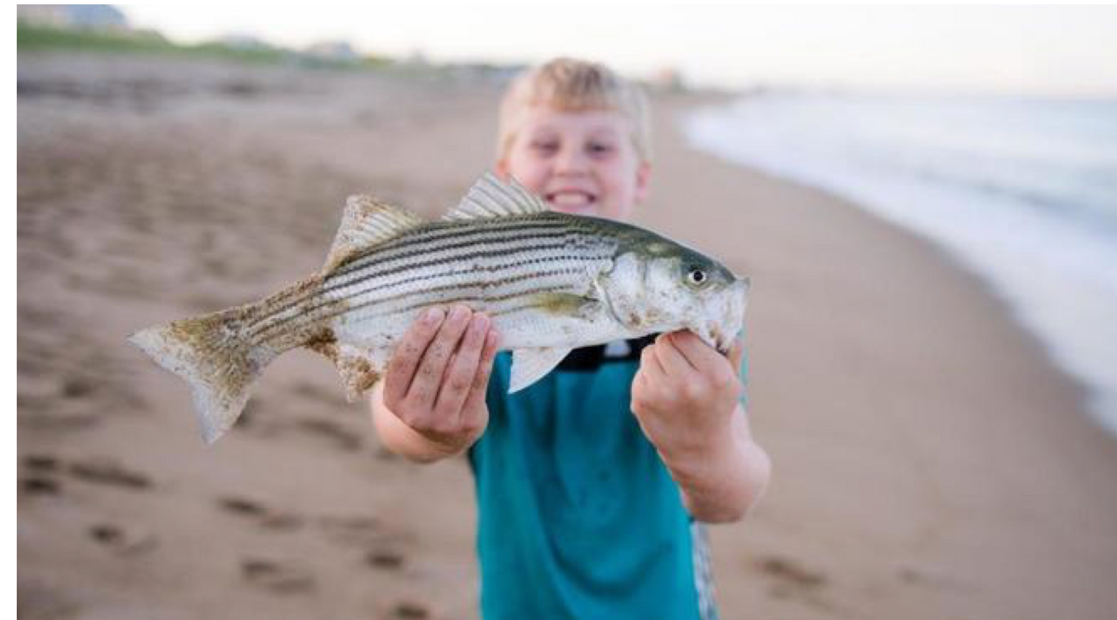 Southern Maine Striped Bass Fishing Report