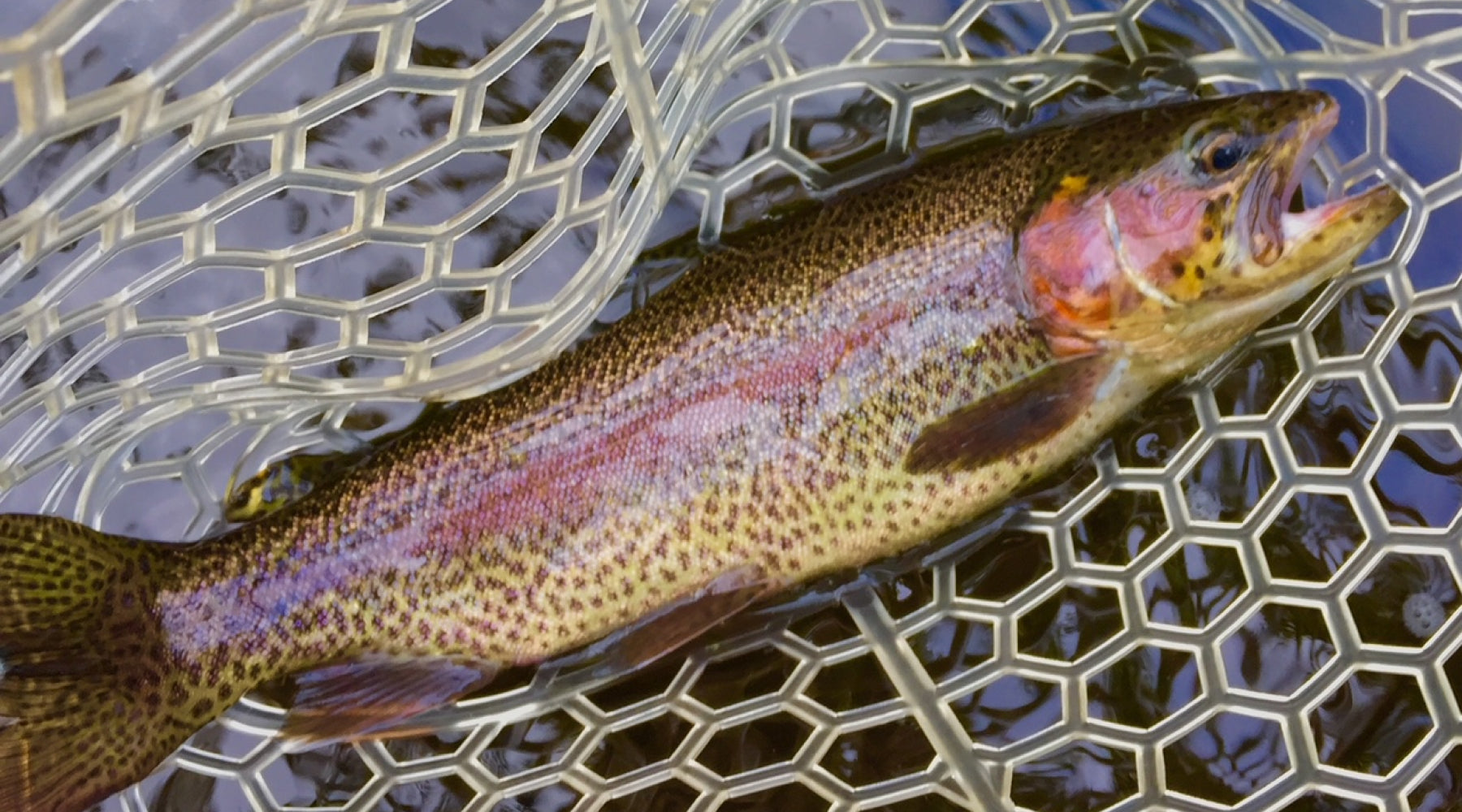 Short Guides: Preparing for Spring Trout Fly Fishing