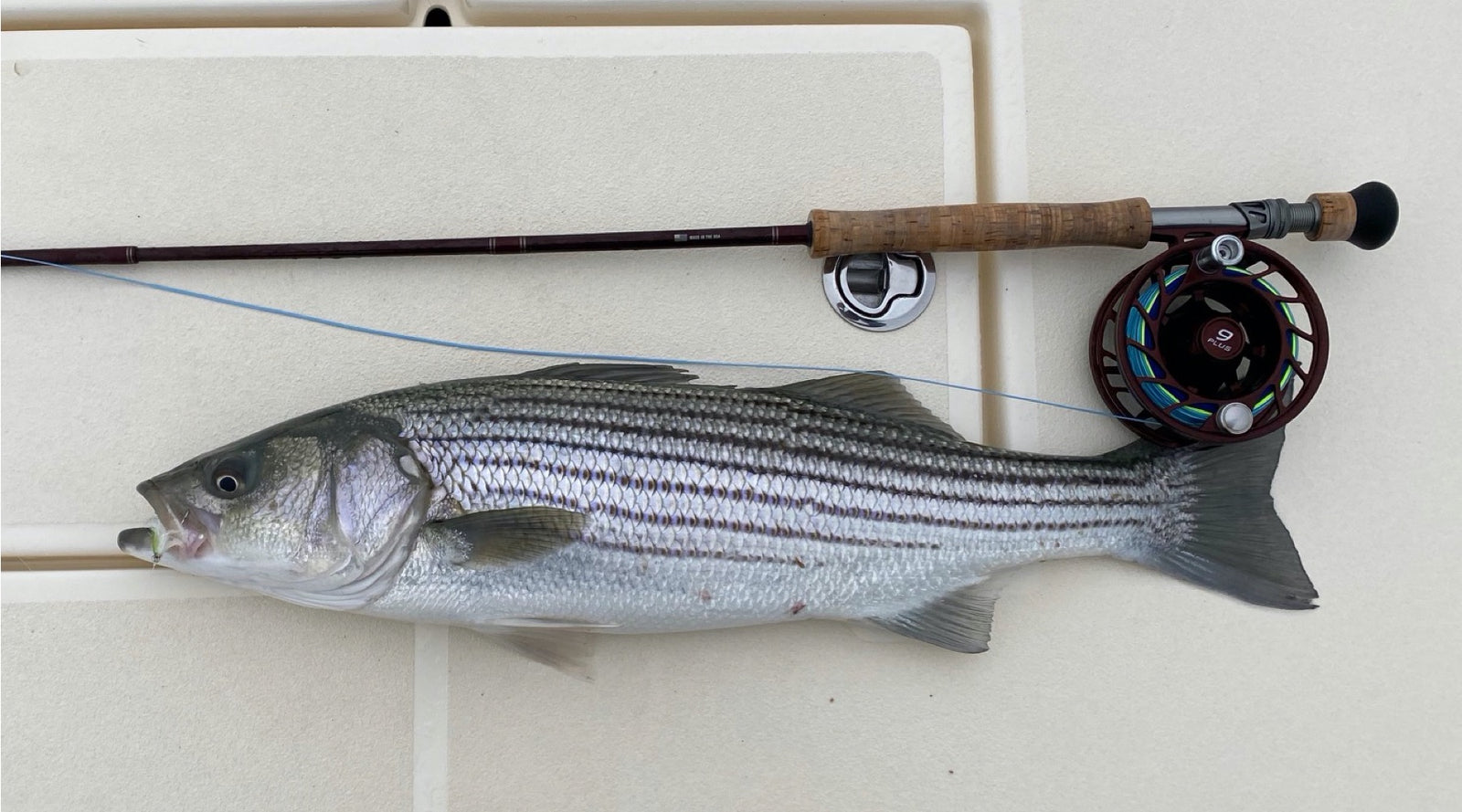 Northeast Fishing Report: 10/30/2020