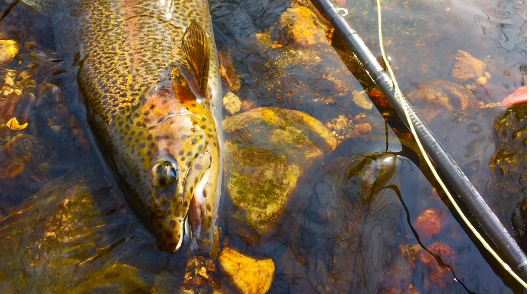 The Compleat Guide to Northeastern Fly Fishing Trout Tactics