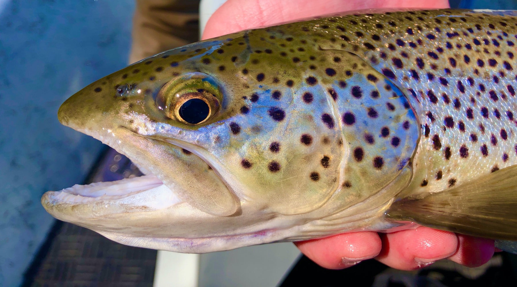 Northeast Fishing Report: 6/4/20