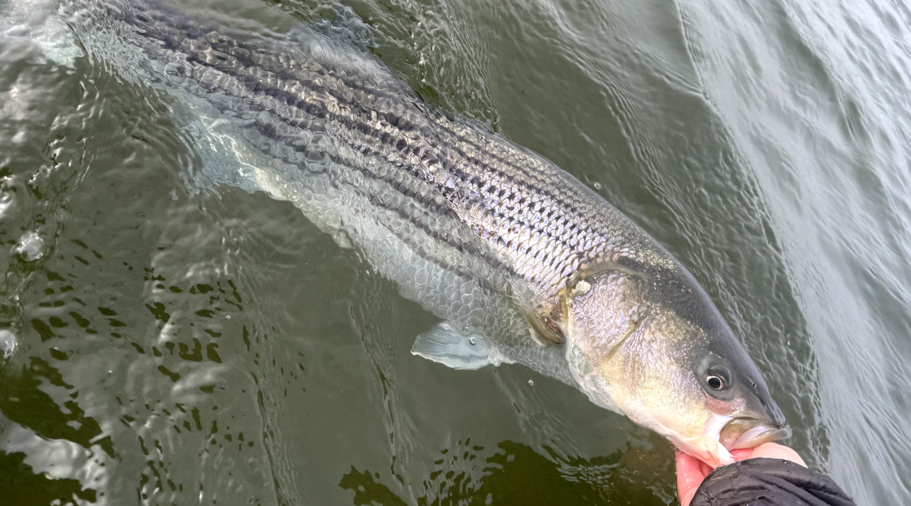 Northeast Fishing Report: 12/8/2023