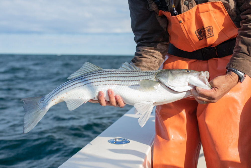 The Gift of Striped Bass & Bluefish on Cape Cod