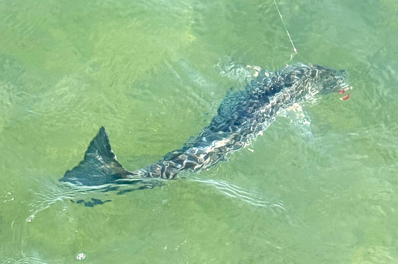 Northeast Fishing Report 7/3/26 SPECIAL EDITION