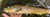 Best Gear for the Trout Bum