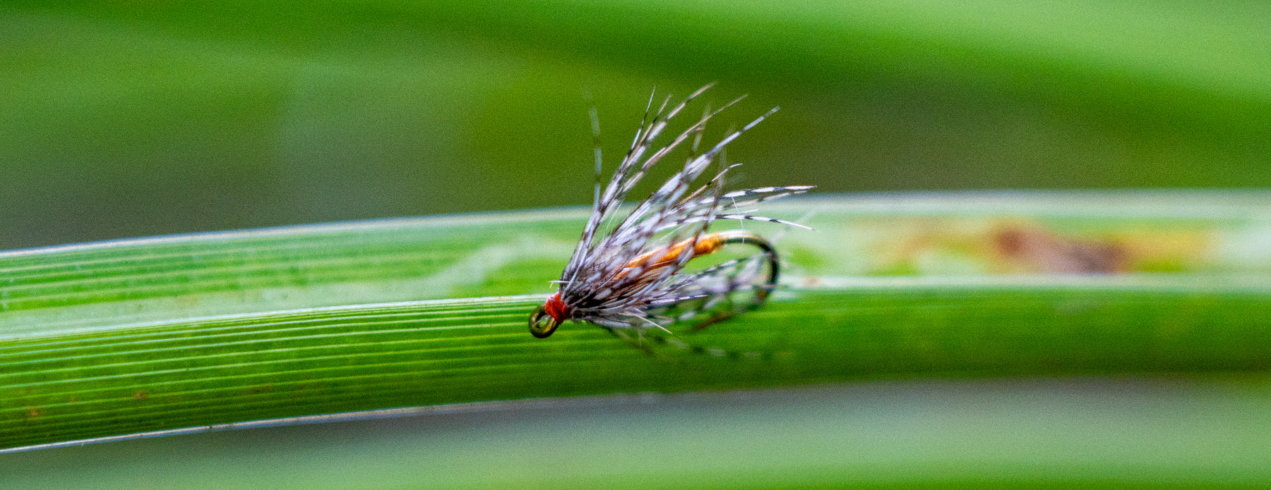 Trout Wet Flies
