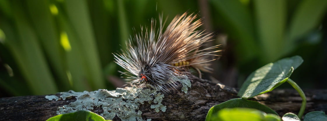 Dry Flies: Attractors
