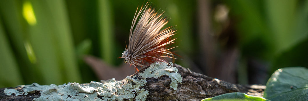 Dry Flies: Caddis