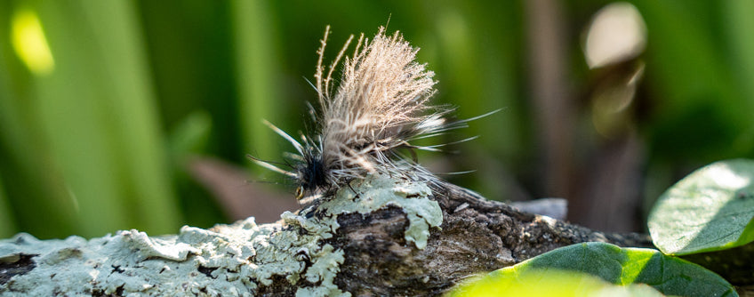 Dry Flies: Stoneflies