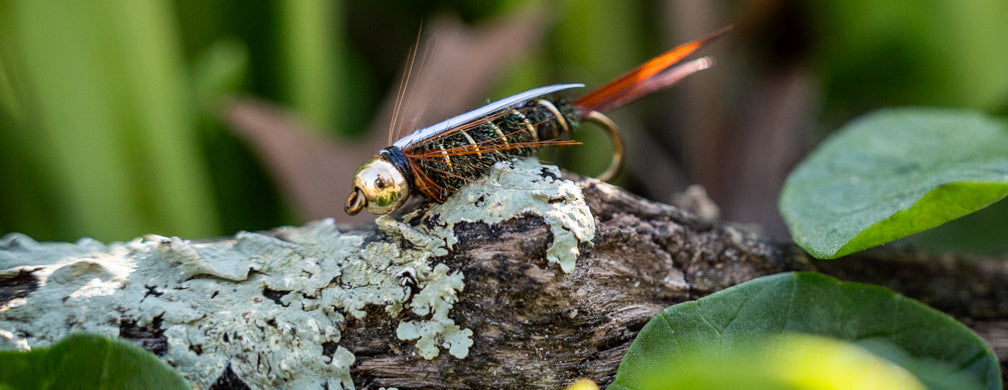 Mayfly Nymphs