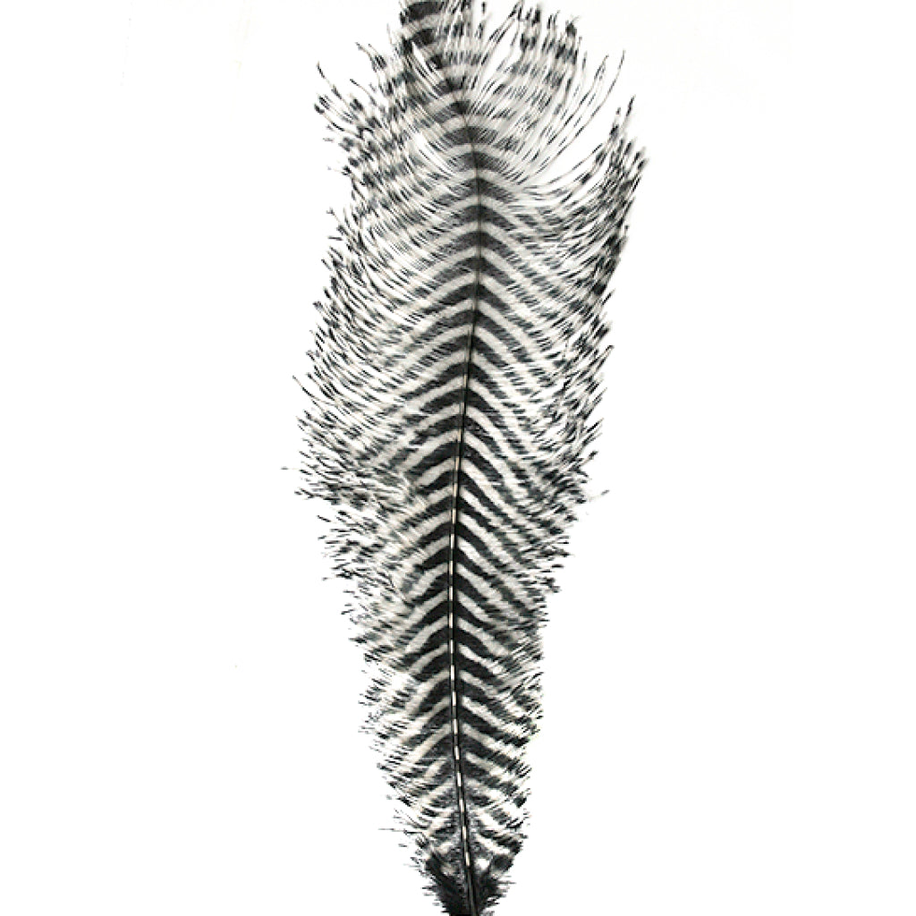MFC Barred Ostrich Plume