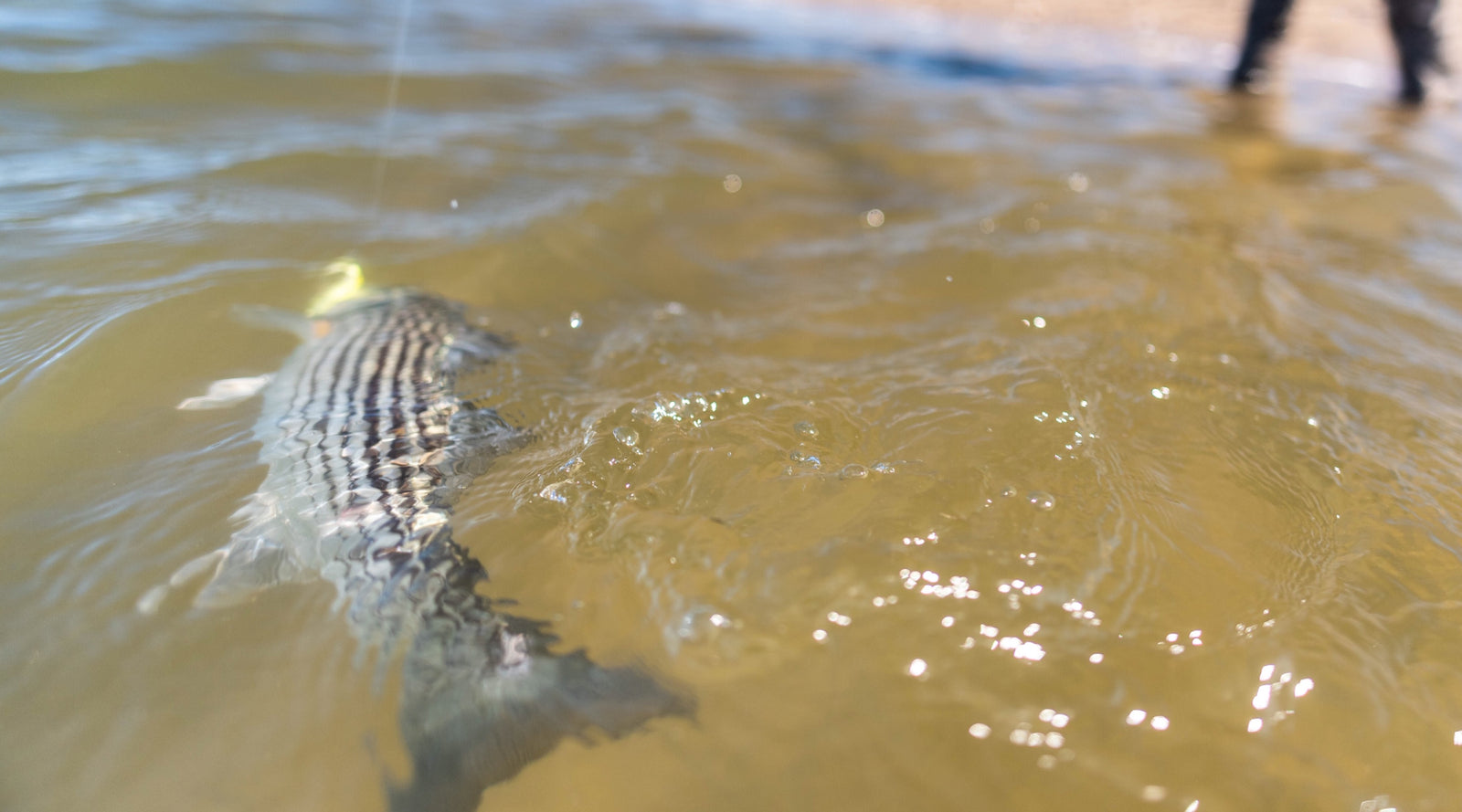 Fly Fishing Pants - The Compleat Angler