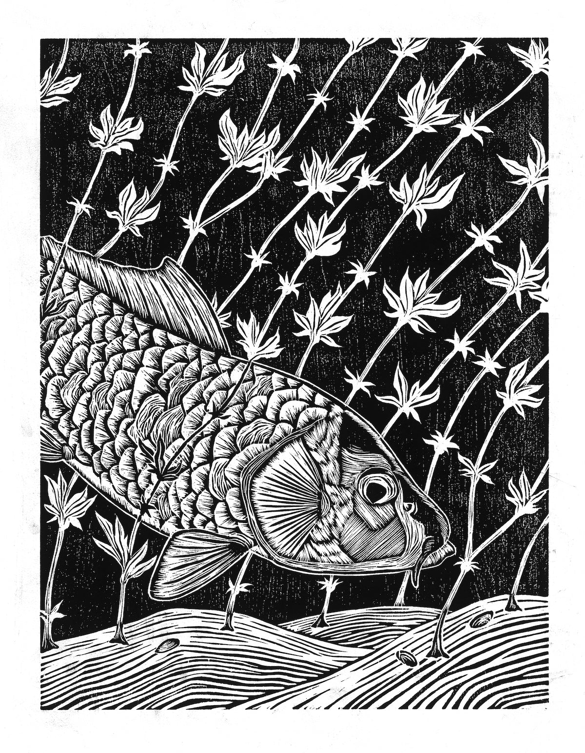 River Songs Book - Steve Duda