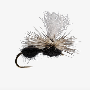 Parachute Ant