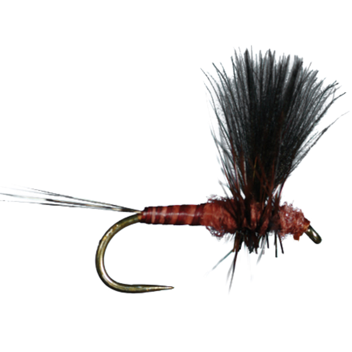 HARROP&#39;S CDC THORAX