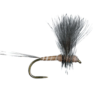 HARROP'S CDC THORAX