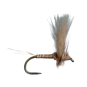 HARROP'S CDC THORAX