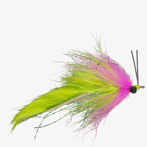 Boyle's Swamp Fox Fly