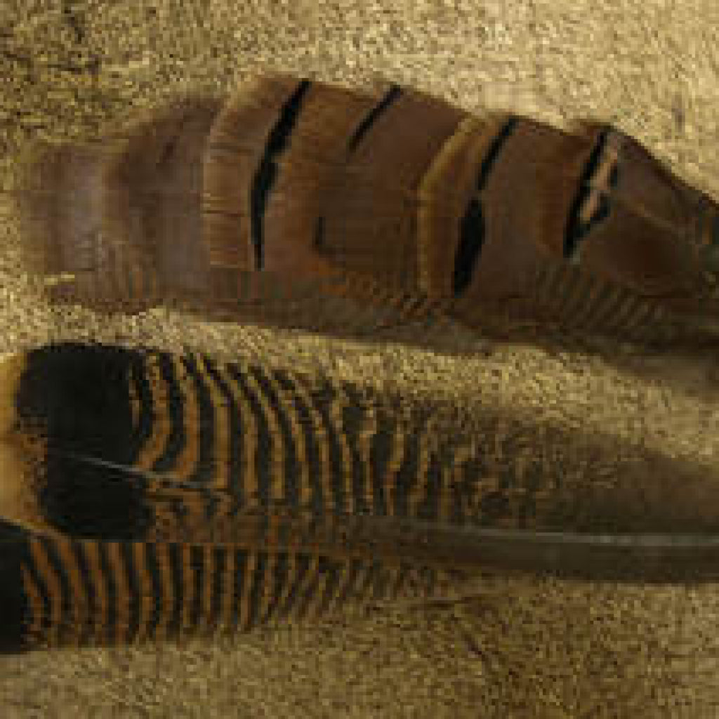 Select Ozark Mottled Turkey Tails