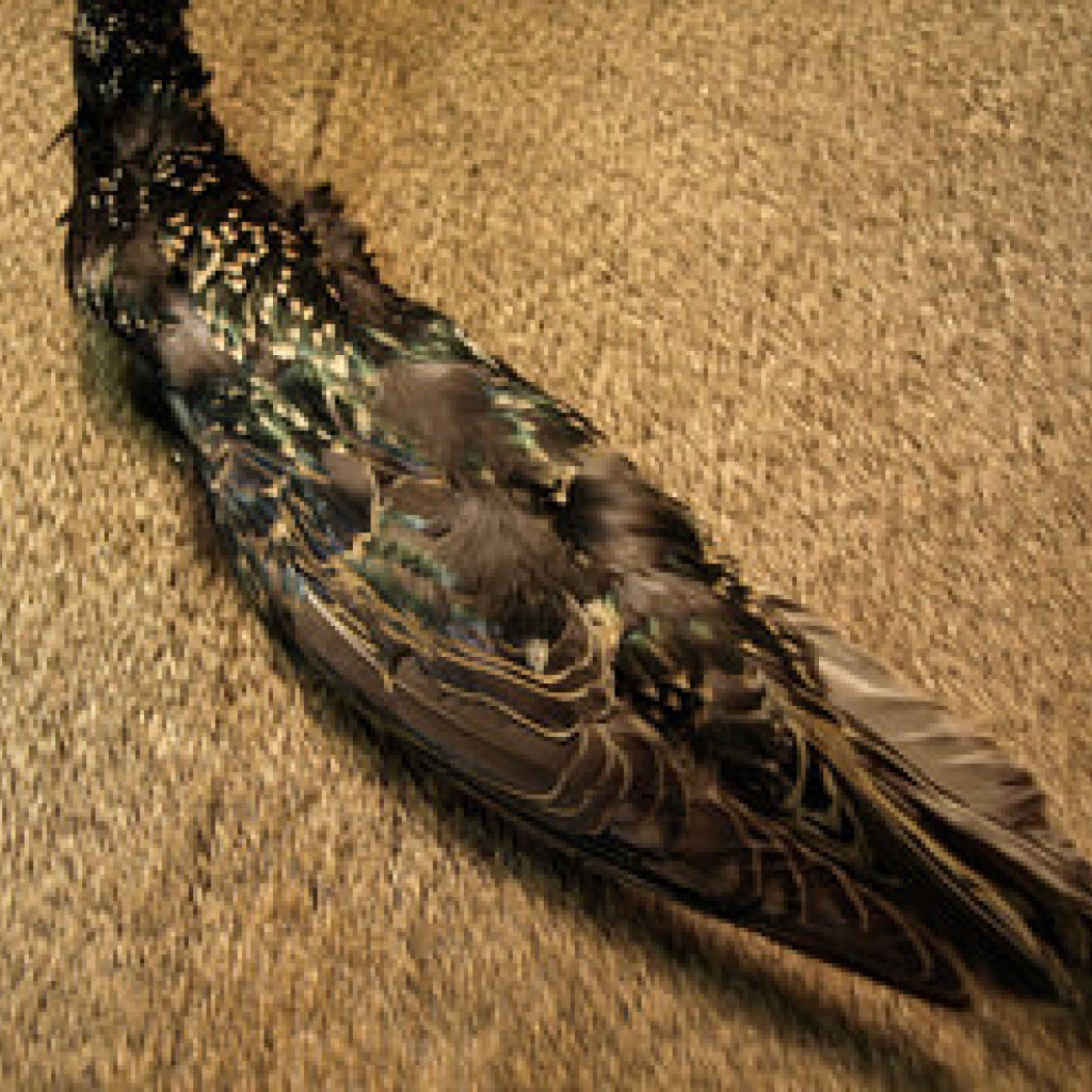 Starling Skin