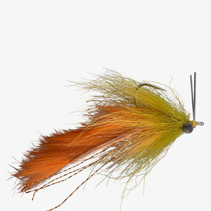 Boyle's Swamp Fox Fly