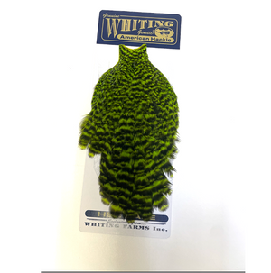 Whiting American Hen Cape