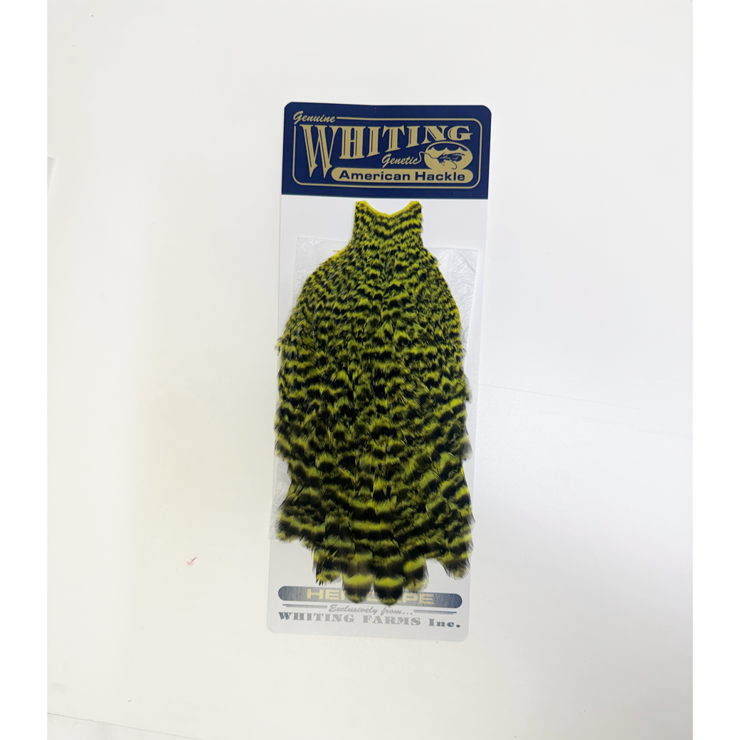 Whiting American Hen Cape