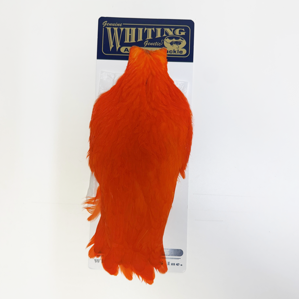 Whiting American Hen Cape