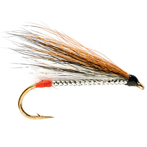 Black Nose Dace