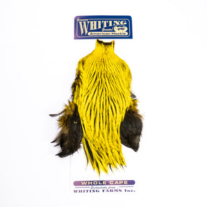 Whiting American Rooster Cape