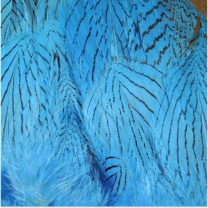 Silver Pheasant Feathers