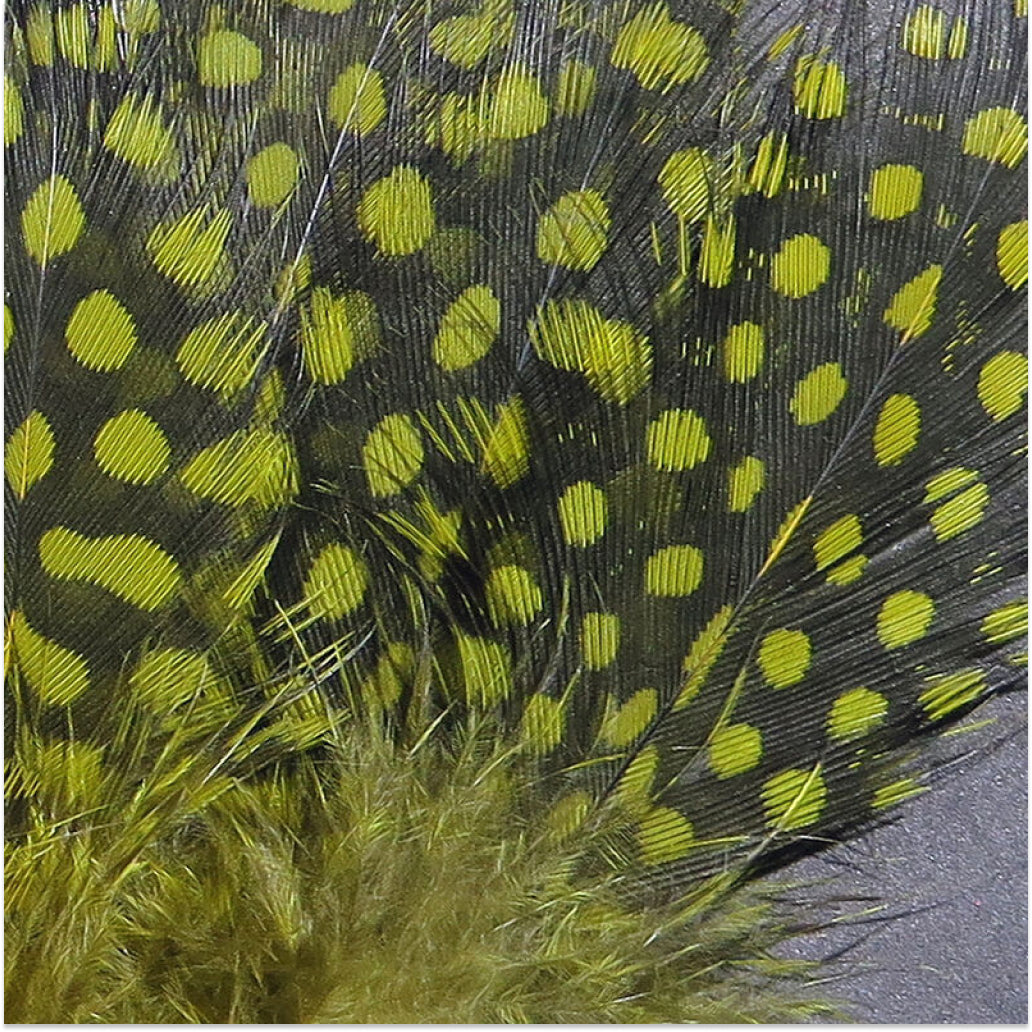 Strung Guinea Feathers