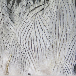 Silver Pheasant Feathers